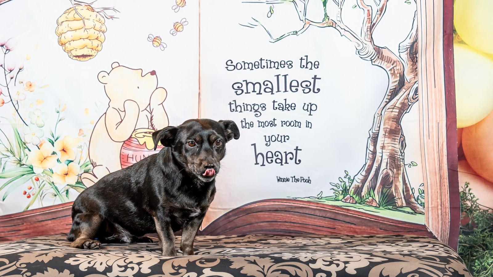 *JACK BE LITTLE (JETT) SQUASH -- DEC 2024, a Adoptable mixed breed image 2/3