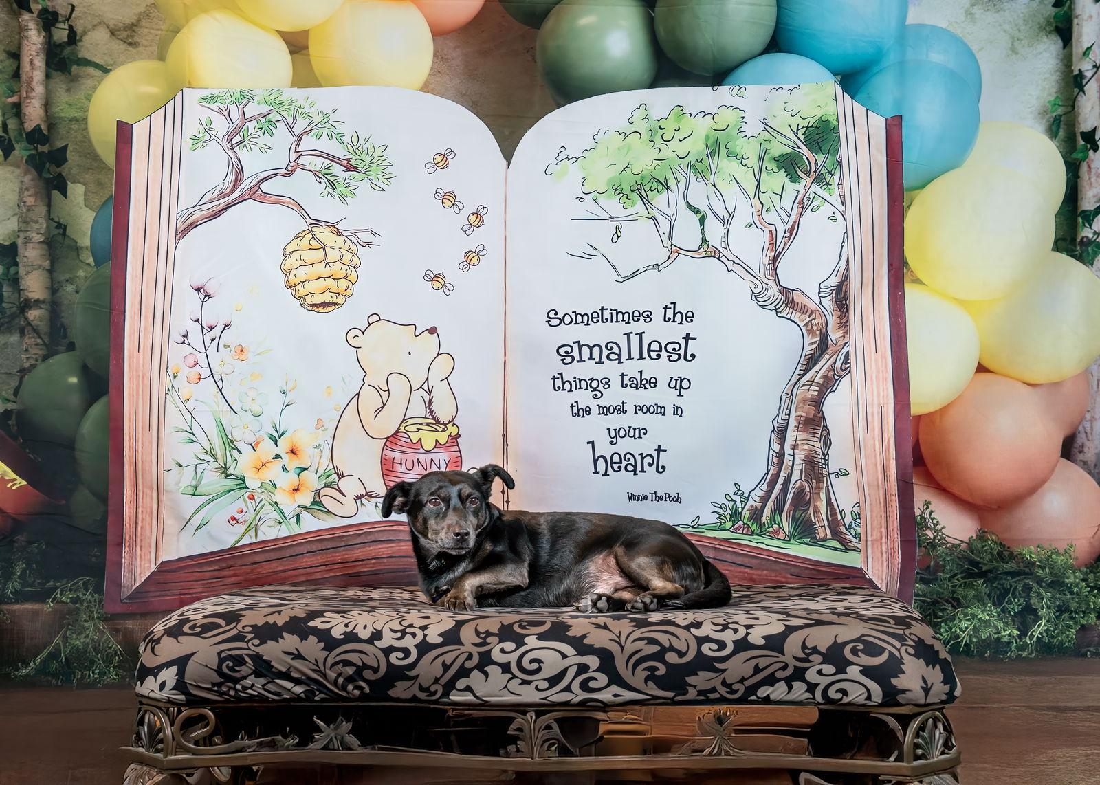 *JACK BE LITTLE (JETT) SQUASH -- DEC 2024, a Adoptable mixed breed image 3/3