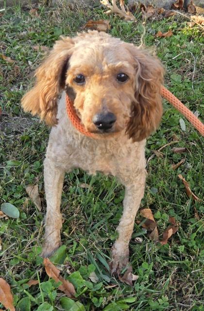 Karl, Adoptable, Adult Male Poodle.