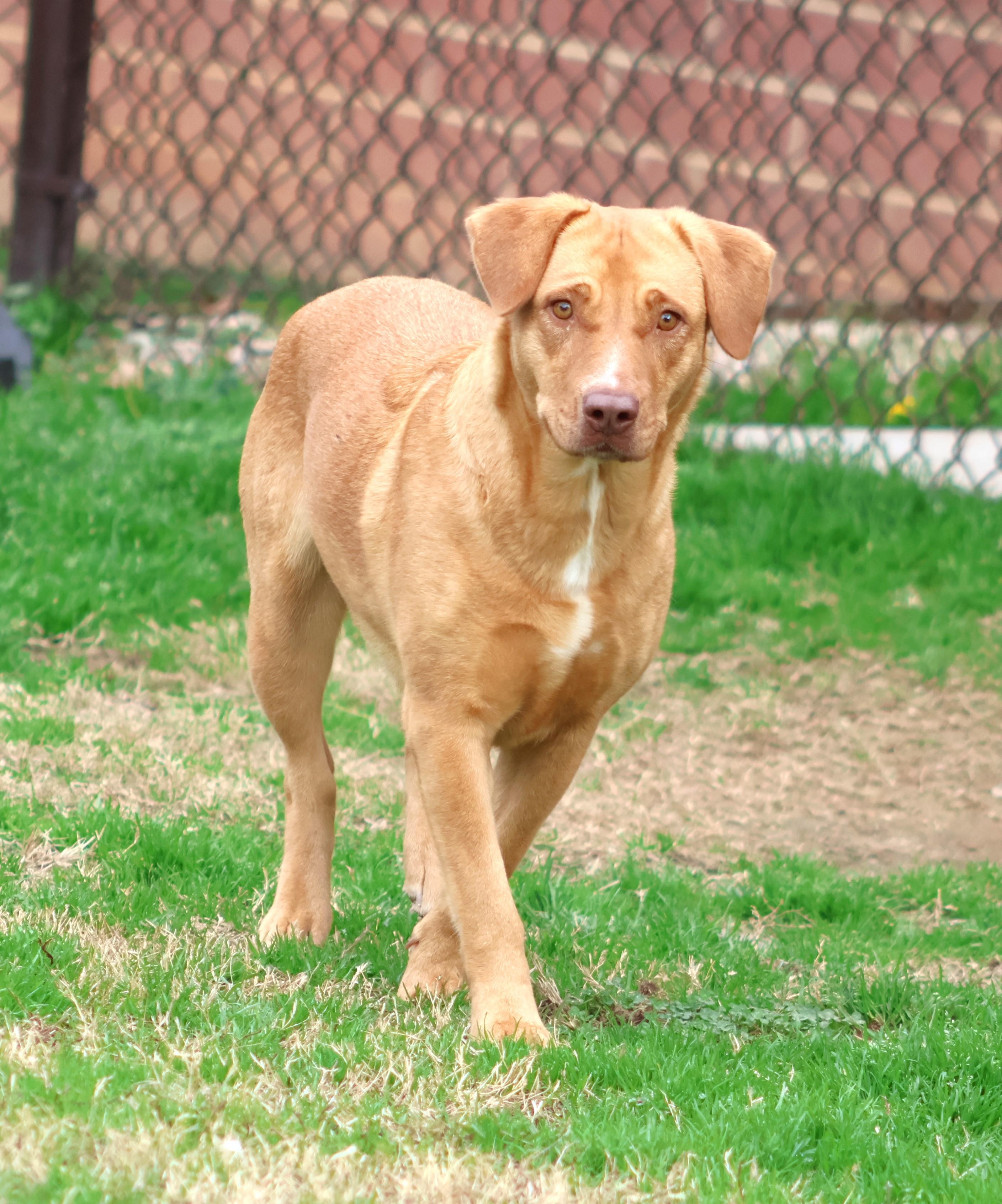 SANDY, Adoptable, Adult Female Labrador Retriever & Mixed Breed.