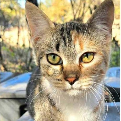 Enlarge Peaches, an adopted mixed breed in Yukon, OK image 2/3