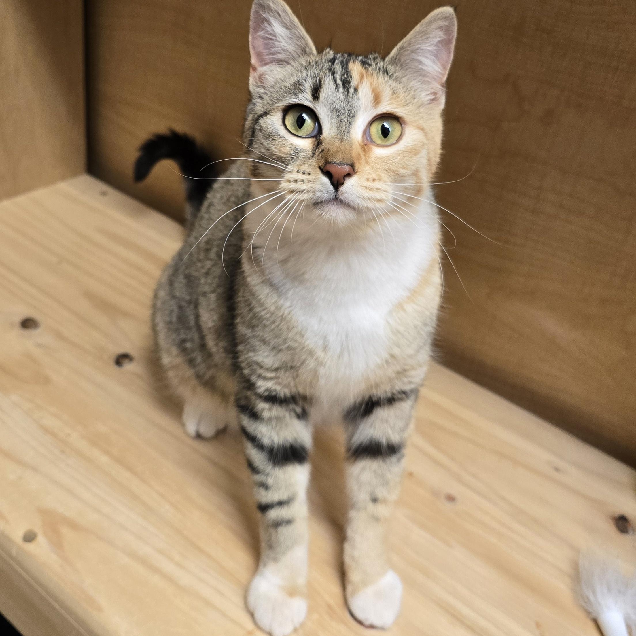 Peaches, adopted, Young Female Torbie & Domestic Short Hair.