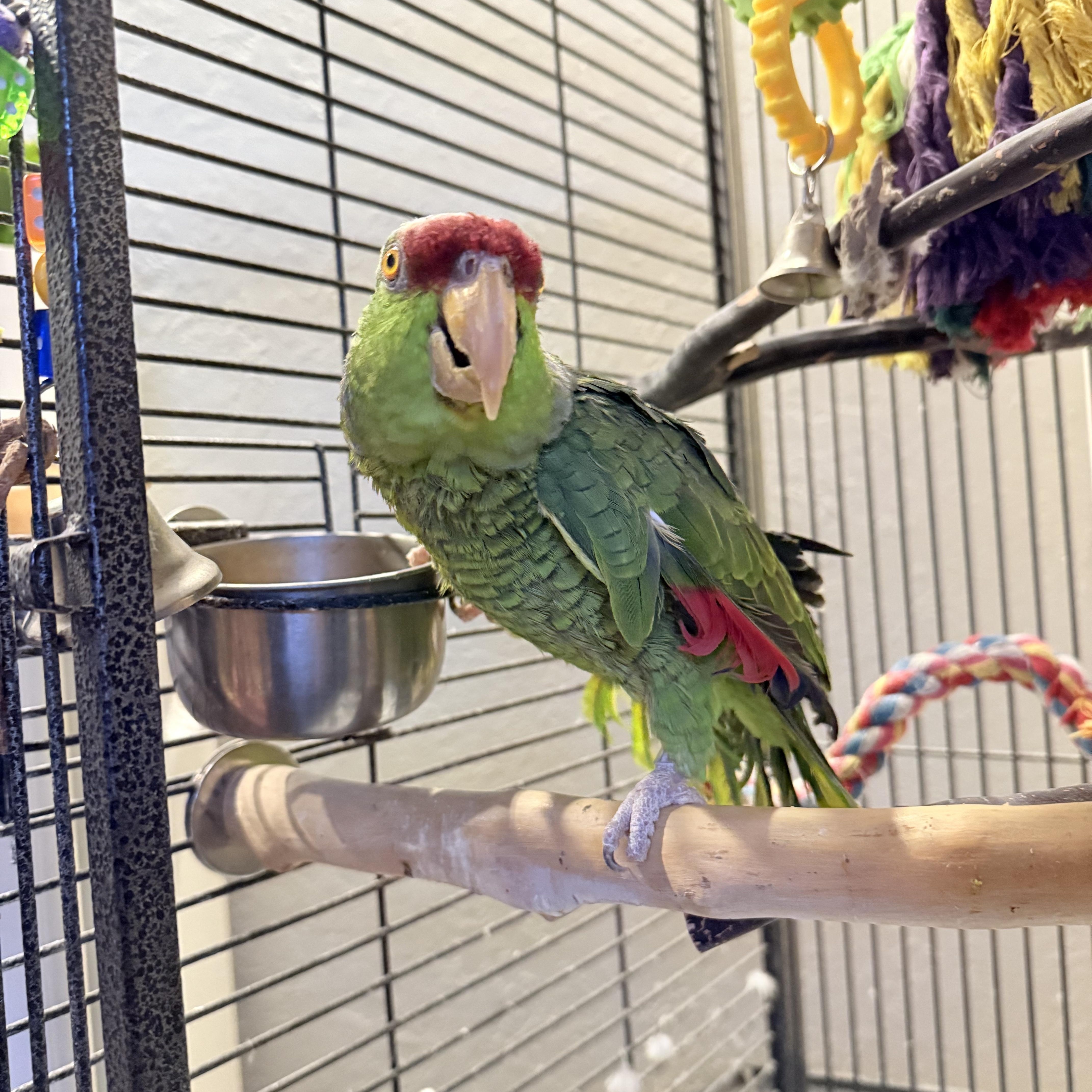 Larry, a Adoptable Amazon in Salt Lake City, UT image 1/2