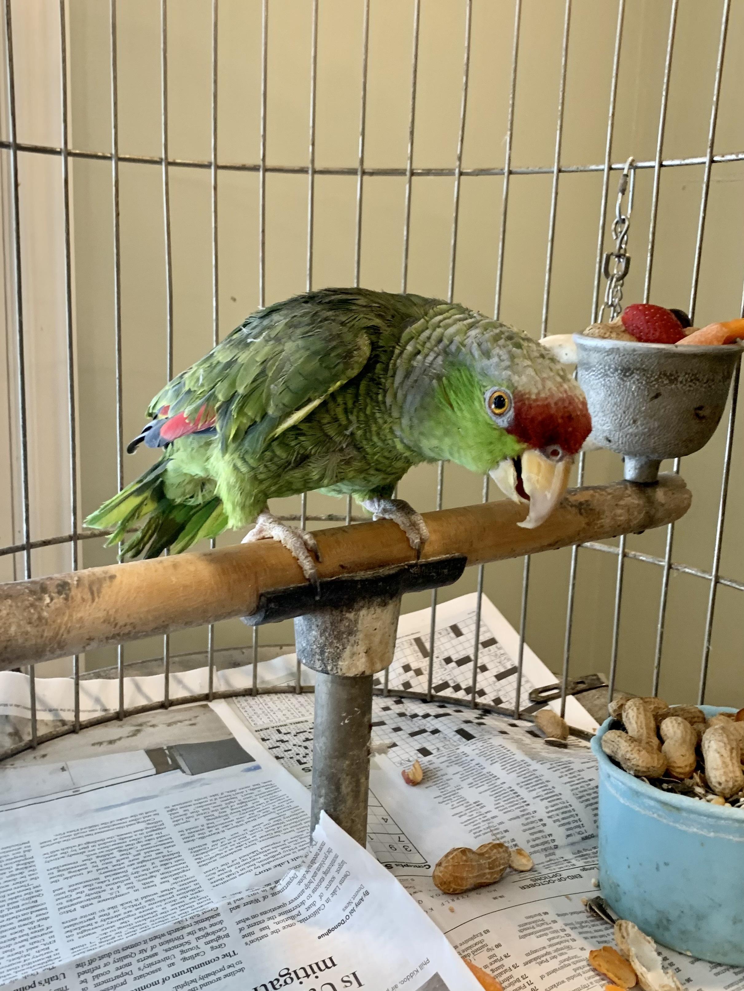 Larry, a Adoptable Amazon in Salt Lake City, UT image 2/2