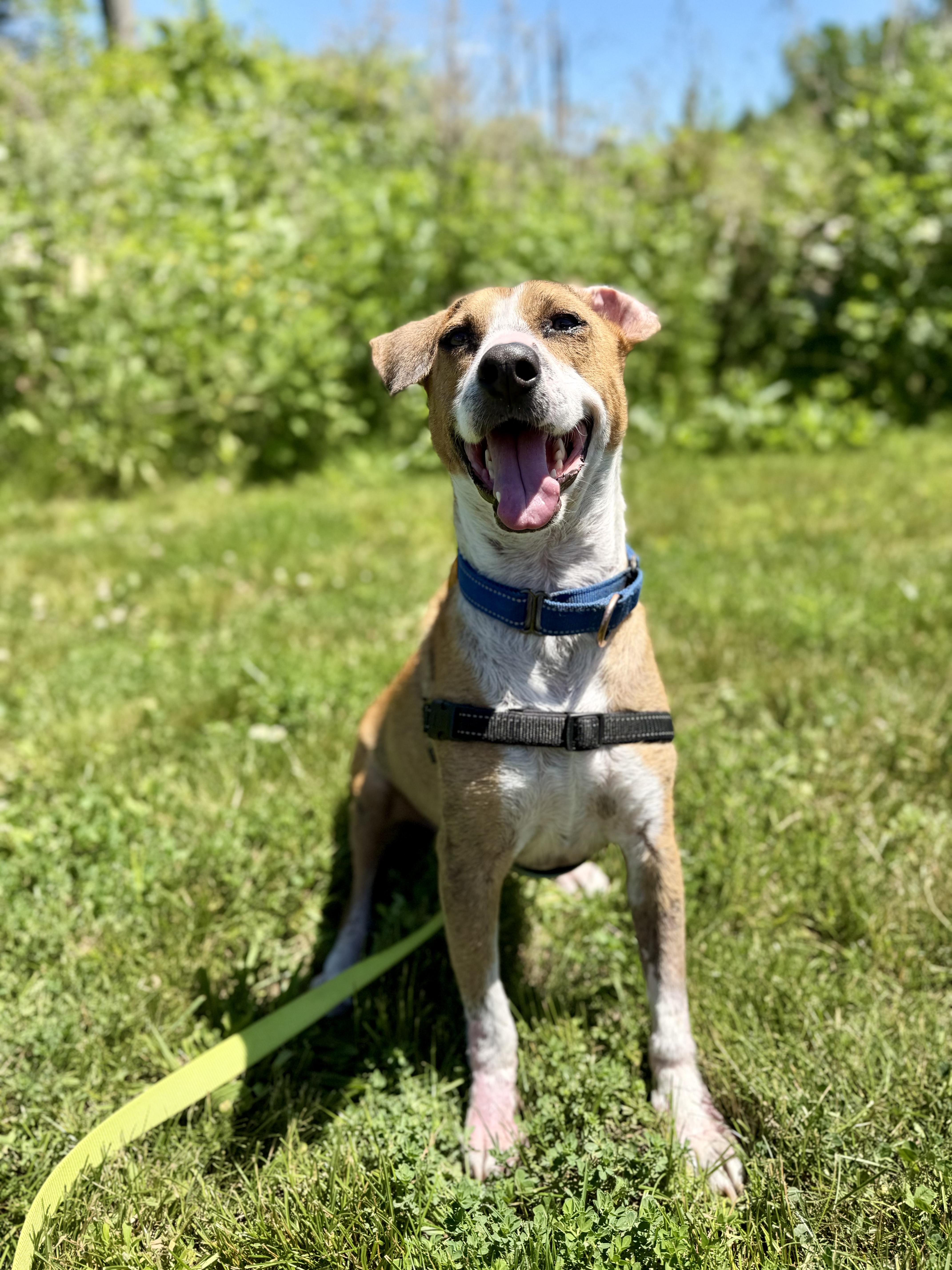 French Fries, an adoptable Mixed Breed in Ridgefield, CT image 3/6