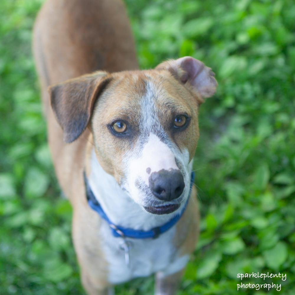 French Fries, adoptable, Adult Male Mixed Breed.