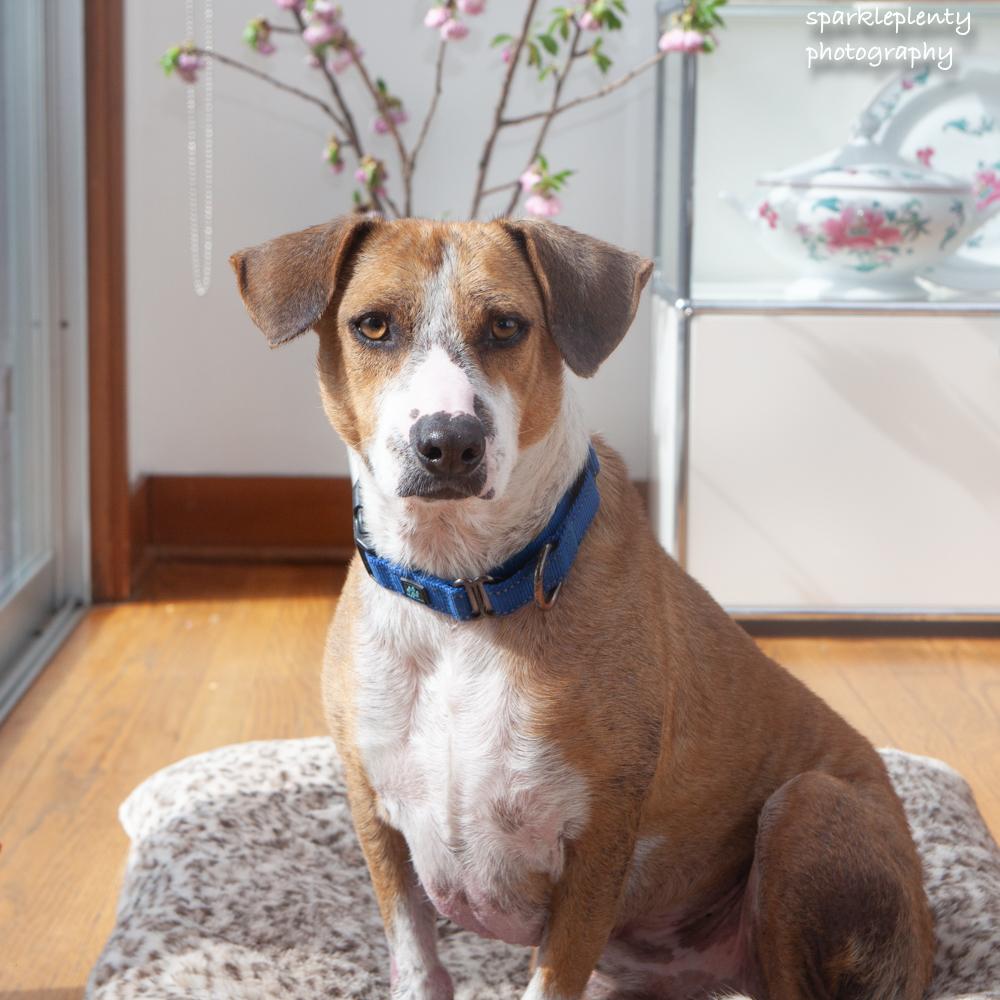 Enlarge French Fries, an adoptable Mixed Breed in Ridgefield, CT image 2/6