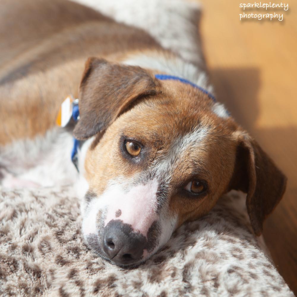 Enlarge French Fries, an adoptable Mixed Breed in Ridgefield, CT image 1/6