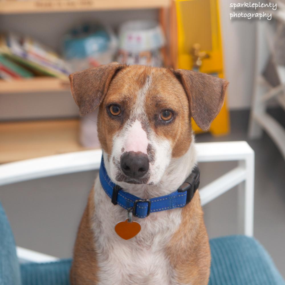Enlarge French Fries, an adoptable Mixed Breed in Ridgefield, CT image 2/6