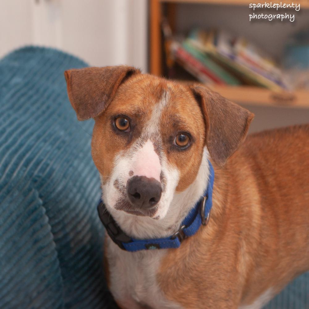 French Fries, adoptable, Adult Male Mixed Breed.