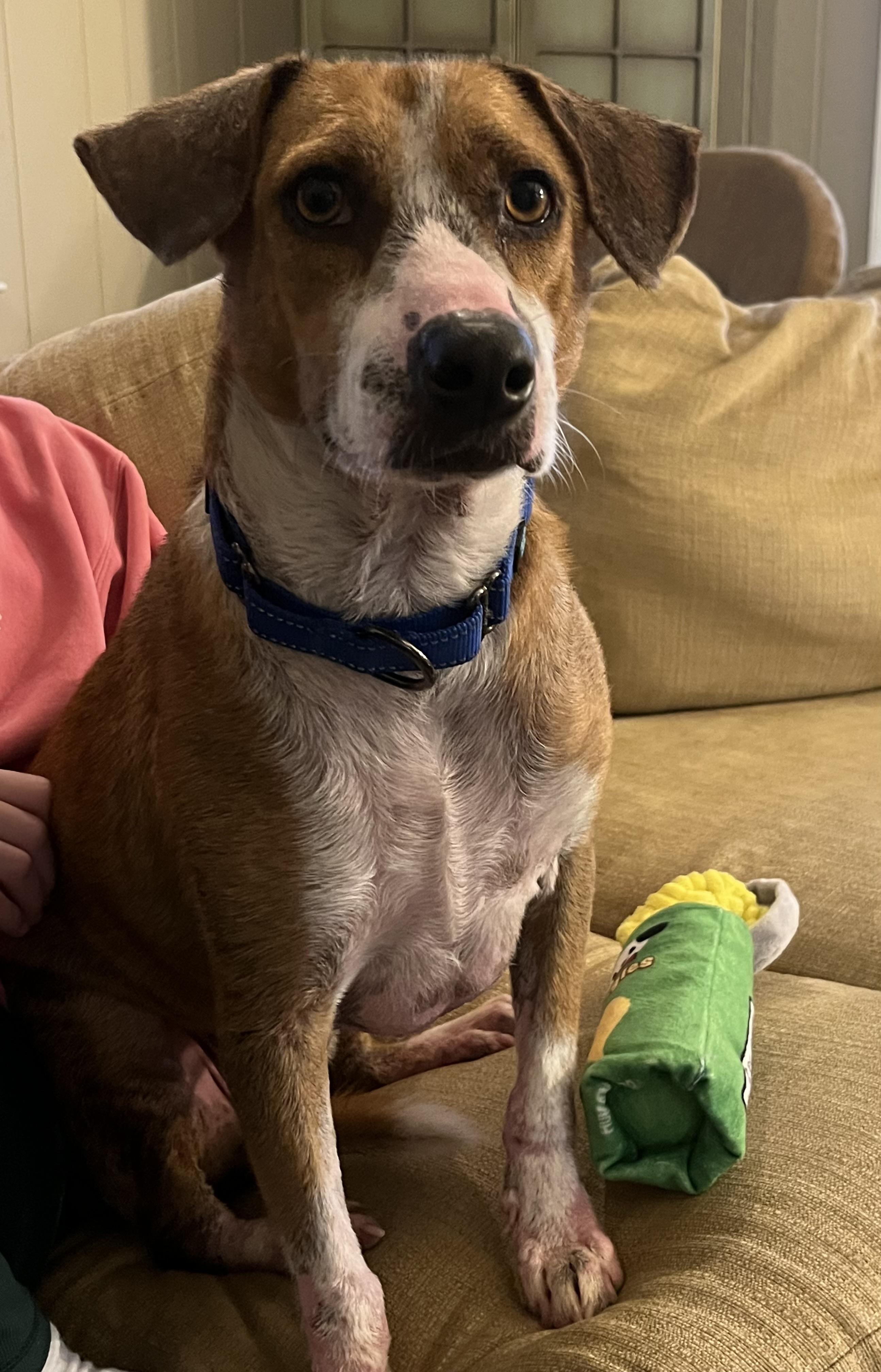 Enlarge French Fries, an adoptable Mixed Breed in Ridgefield, CT image 5/6