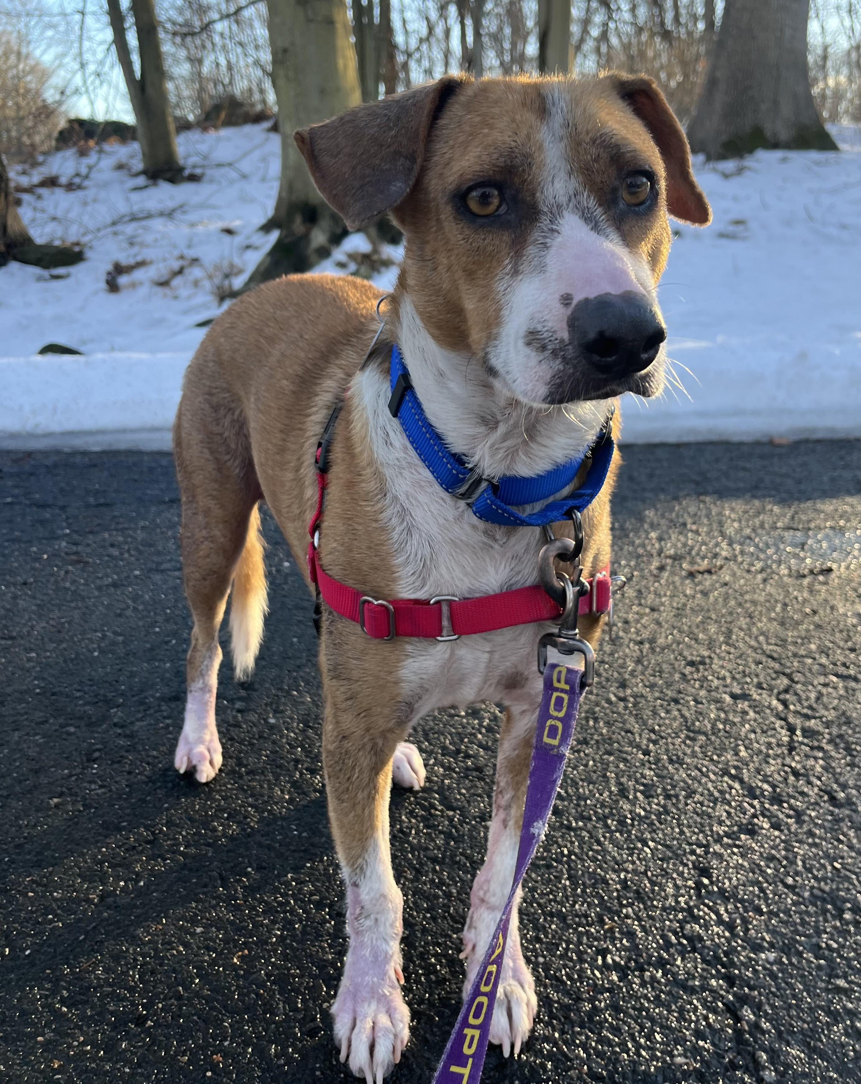Enlarge French Fries, an adoptable Mixed Breed in Ridgefield, CT image 3/6