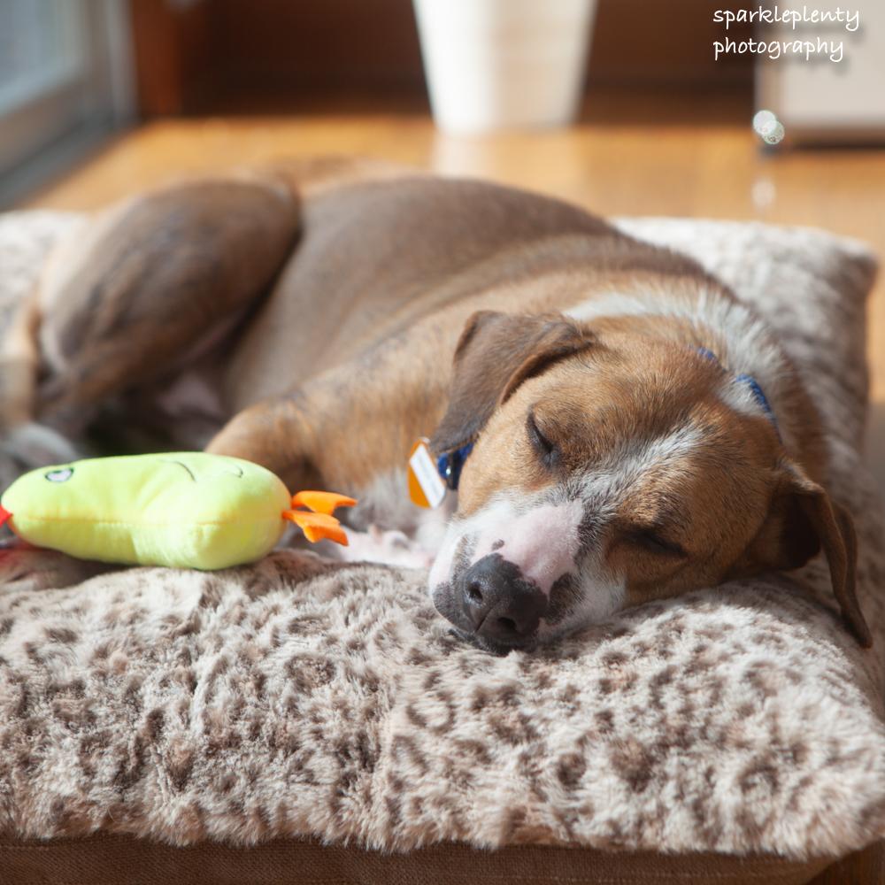 Enlarge French Fries, an adoptable Mixed Breed in Ridgefield, CT image 4/6