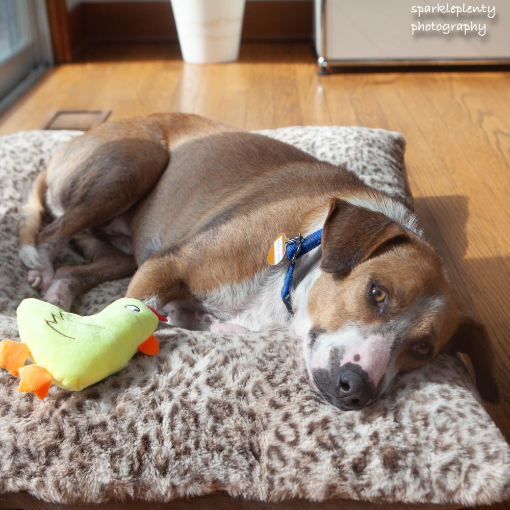 Enlarge French Fries, an adoptable Mixed Breed in Ridgefield, CT image 3/6