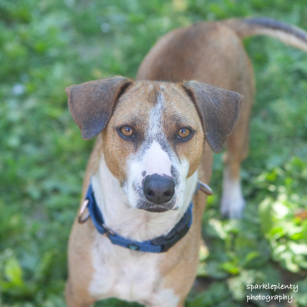 French Fries, an adoptable Mixed Breed in Ridgefield, CT image 2/6