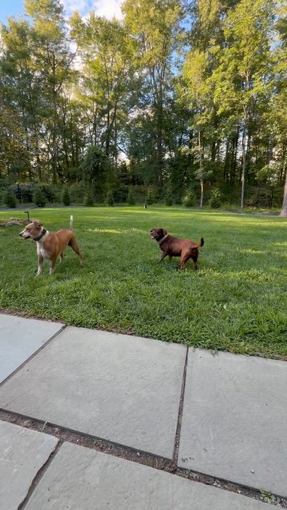 Enlarge French Fries, an adoptable Mixed Breed in Ridgefield, CT video 4/6