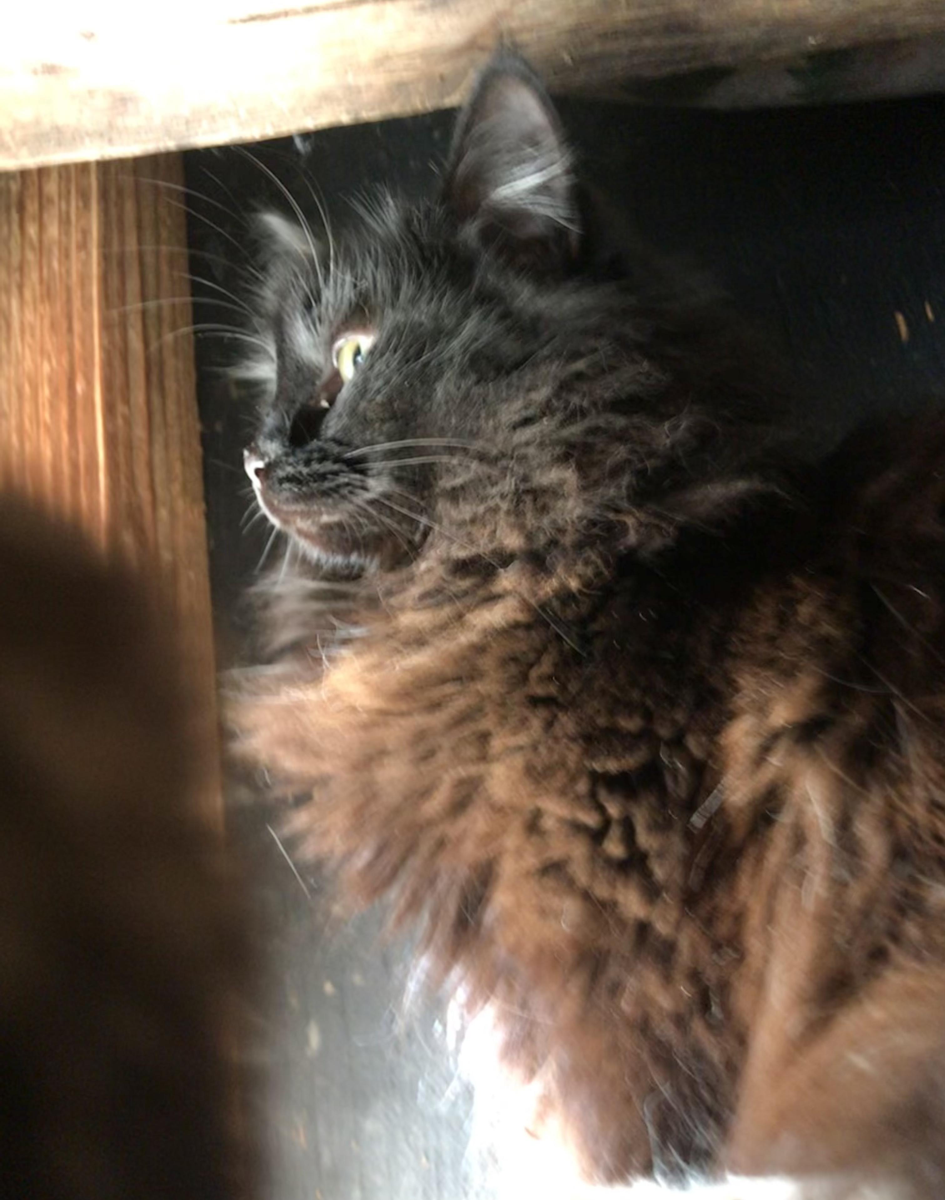 Enlarge Silk (Garden Cat), a Adoptable Domestic Medium Hair in Vallejo, CA image 1/4