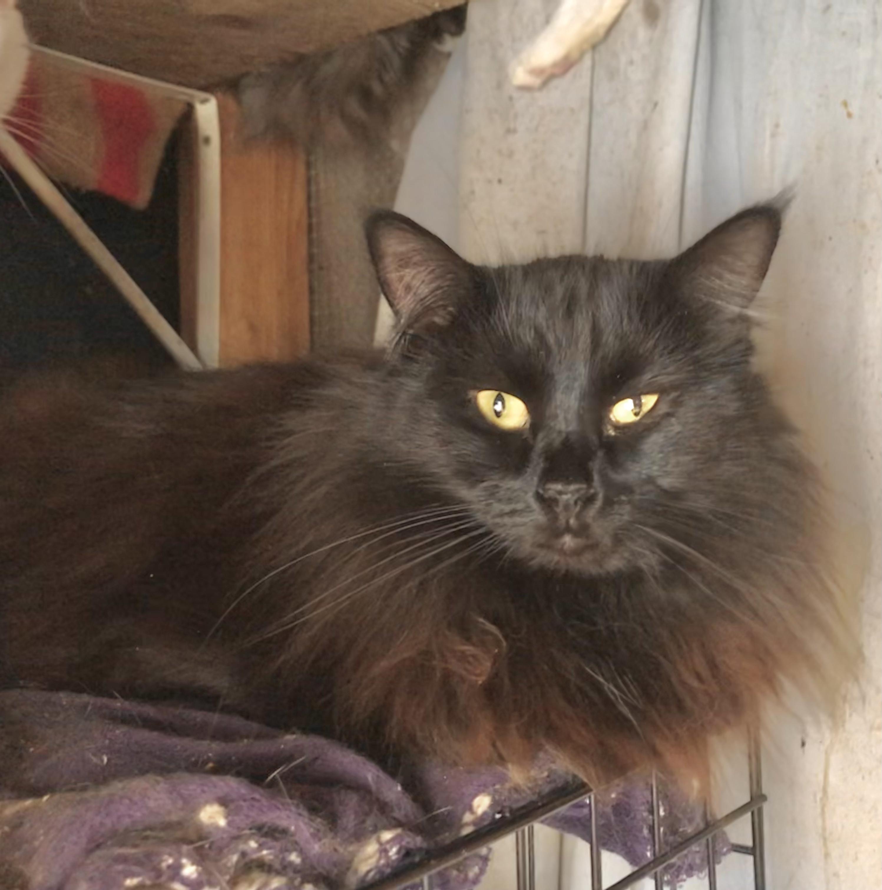 Enlarge Silk (Garden Cat), a Adoptable Domestic Medium Hair in Vallejo, CA image 2/4