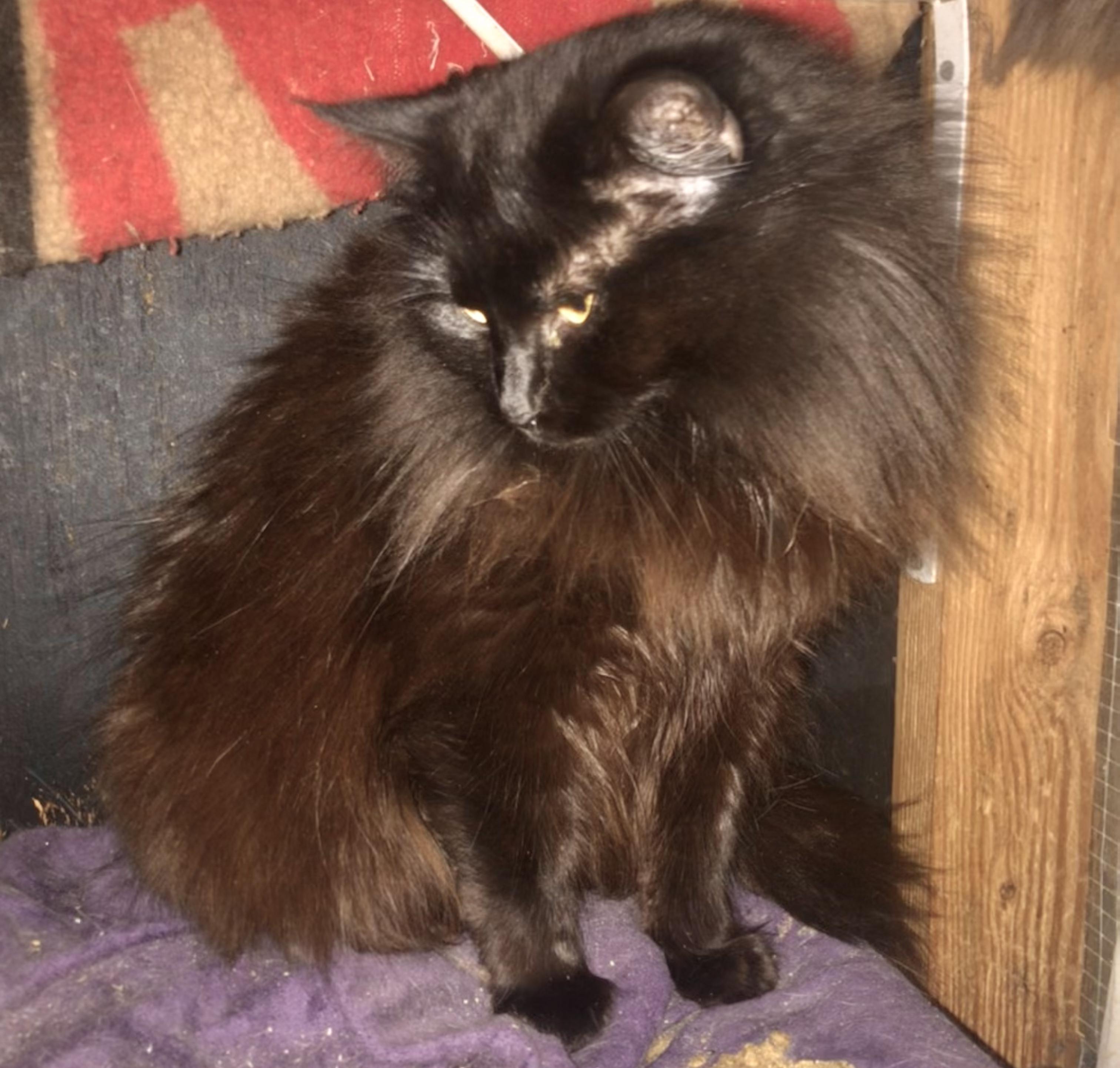 Enlarge Silk (Garden Cat), a Adoptable Domestic Medium Hair in Vallejo, CA image 3/4