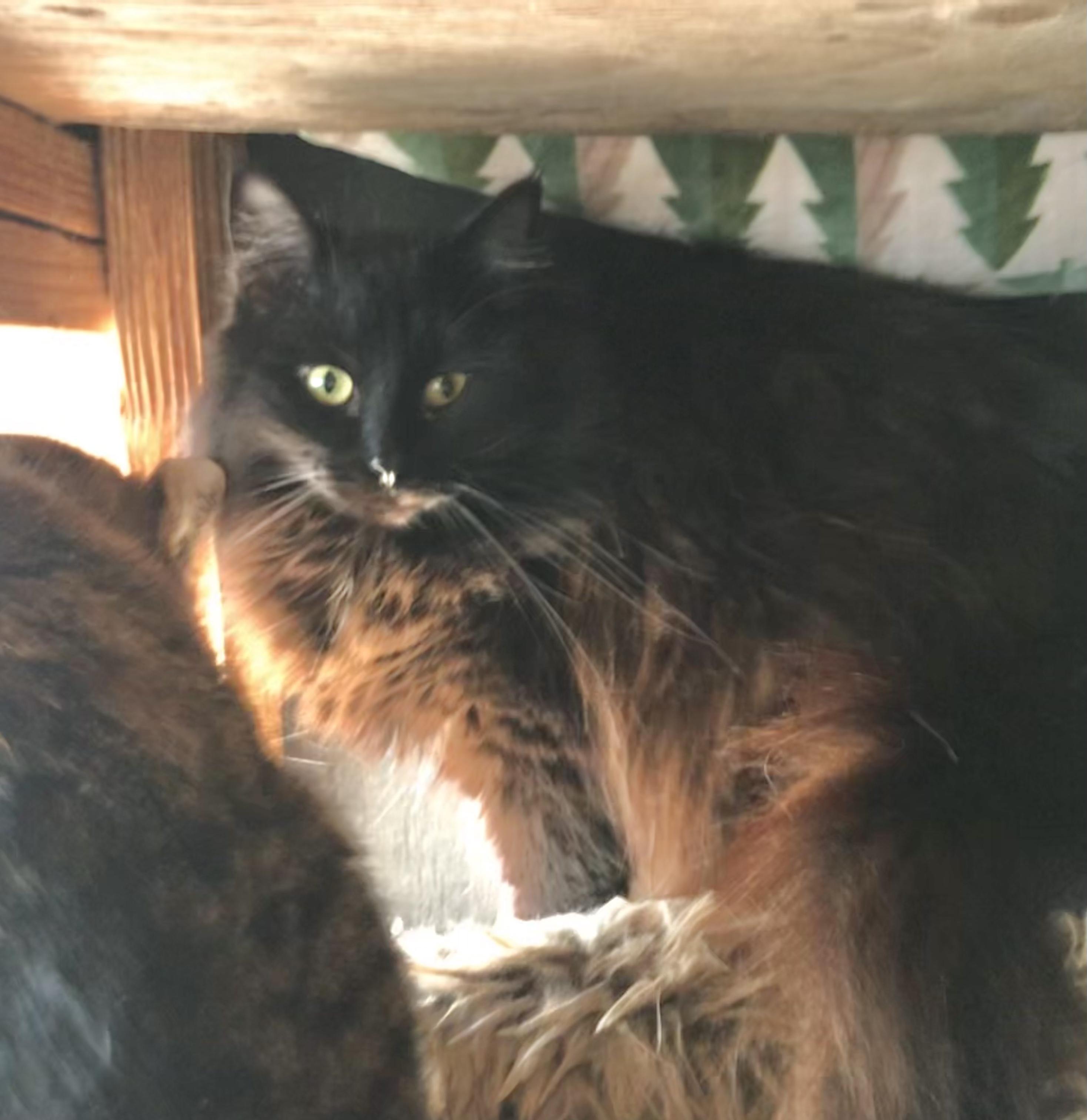 Enlarge Silk (Garden Cat), a Adoptable Domestic Medium Hair in Vallejo, CA image 4/4