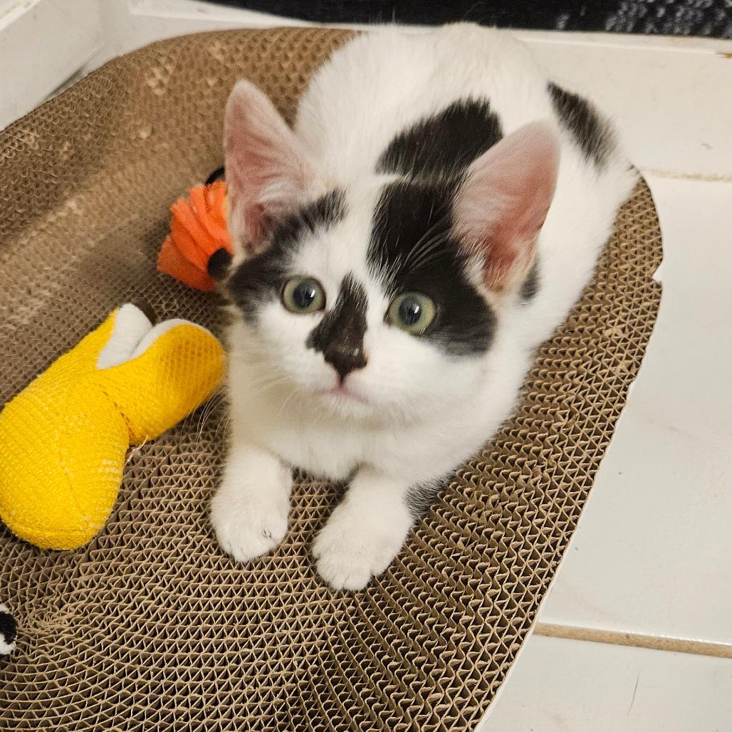 Enlarge Buddy, a Adoptable Domestic Short Hair in Las Vegas, NV image 1/1