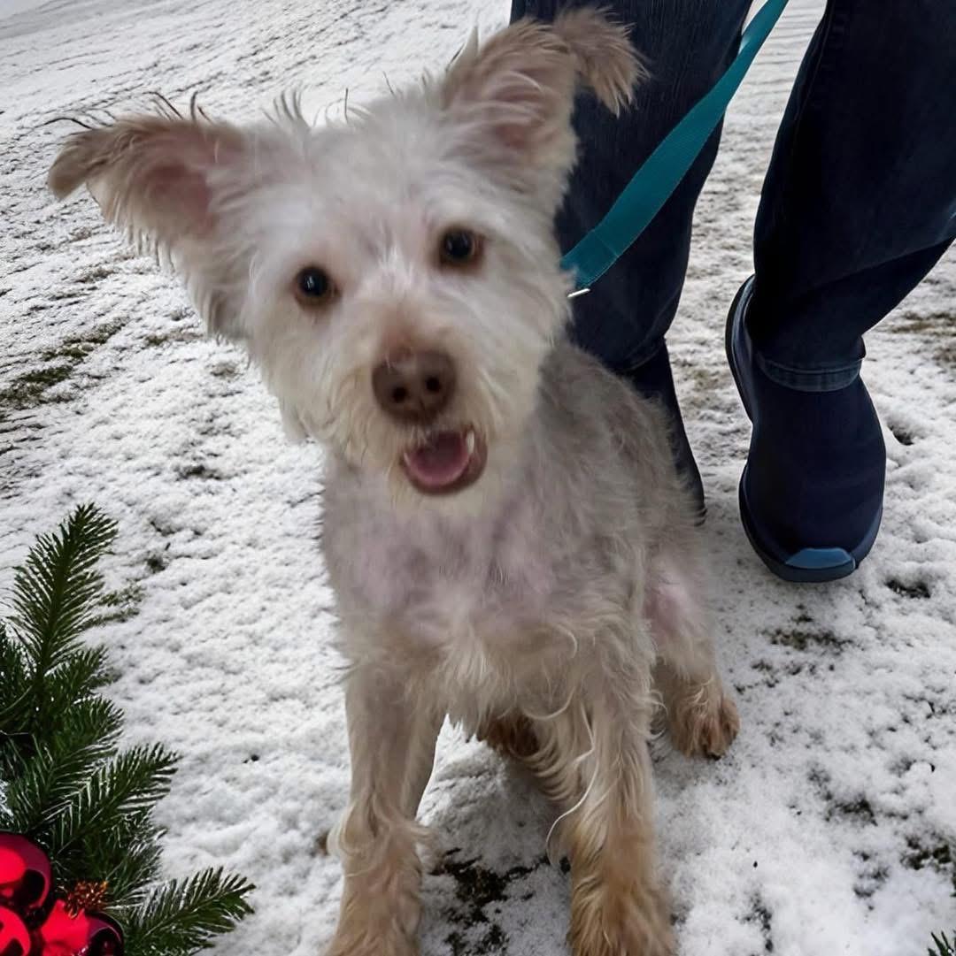 Enlarge Brownie, a ADOPTABLE Yorkshire Terrier in Yorktown heights, NY image 2/5
