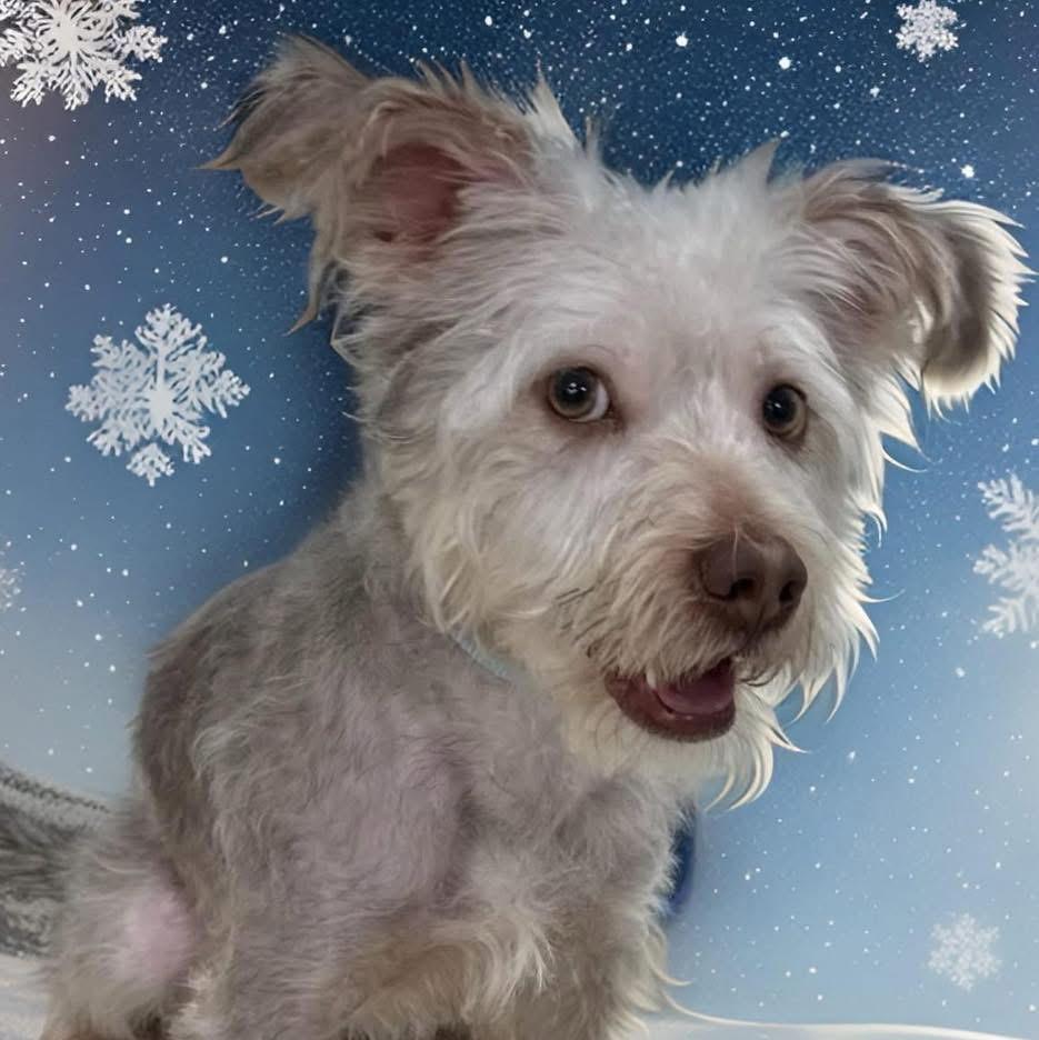 Enlarge Brownie, a ADOPTABLE Yorkshire Terrier in Yorktown heights, NY image 3/5