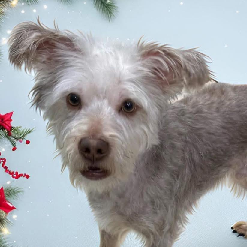 Enlarge Brownie, a ADOPTABLE Yorkshire Terrier in Yorktown heights, NY image 1/5