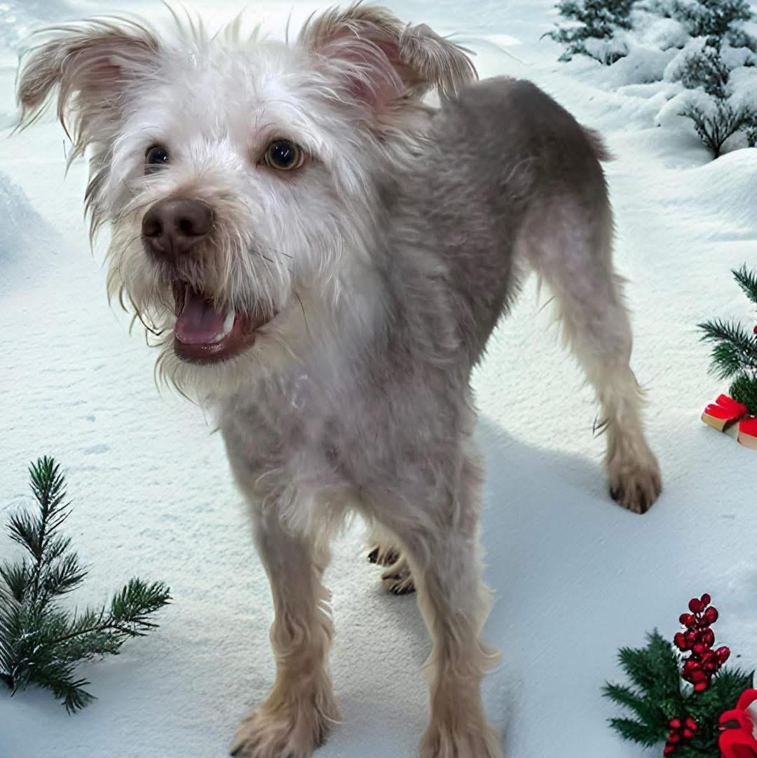 Enlarge Brownie, a ADOPTABLE Yorkshire Terrier in Yorktown heights, NY image 4/5