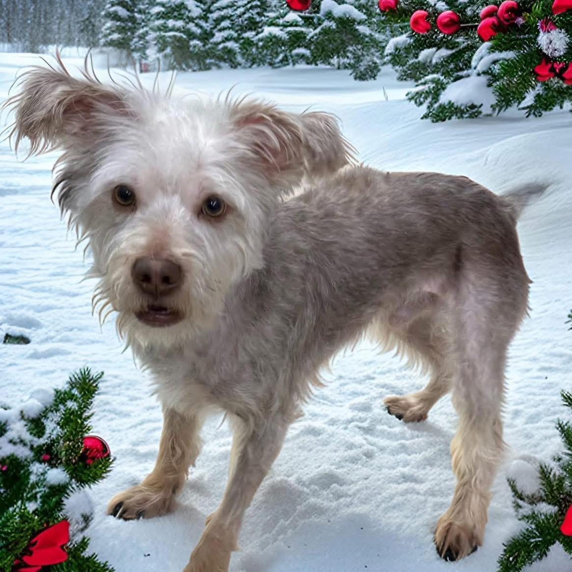 Enlarge Brownie, a ADOPTABLE Yorkshire Terrier in Yorktown heights, NY image 5/5