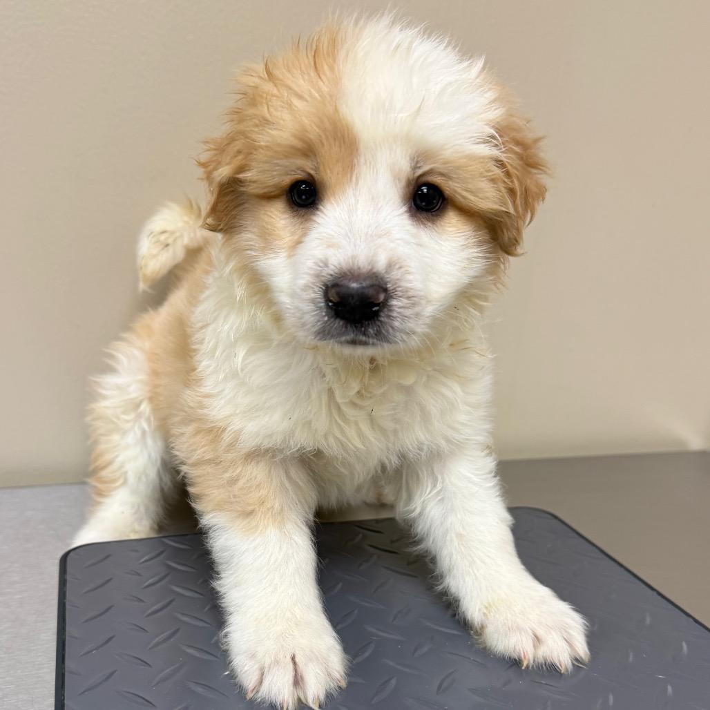 Shasta — thumbnail 2