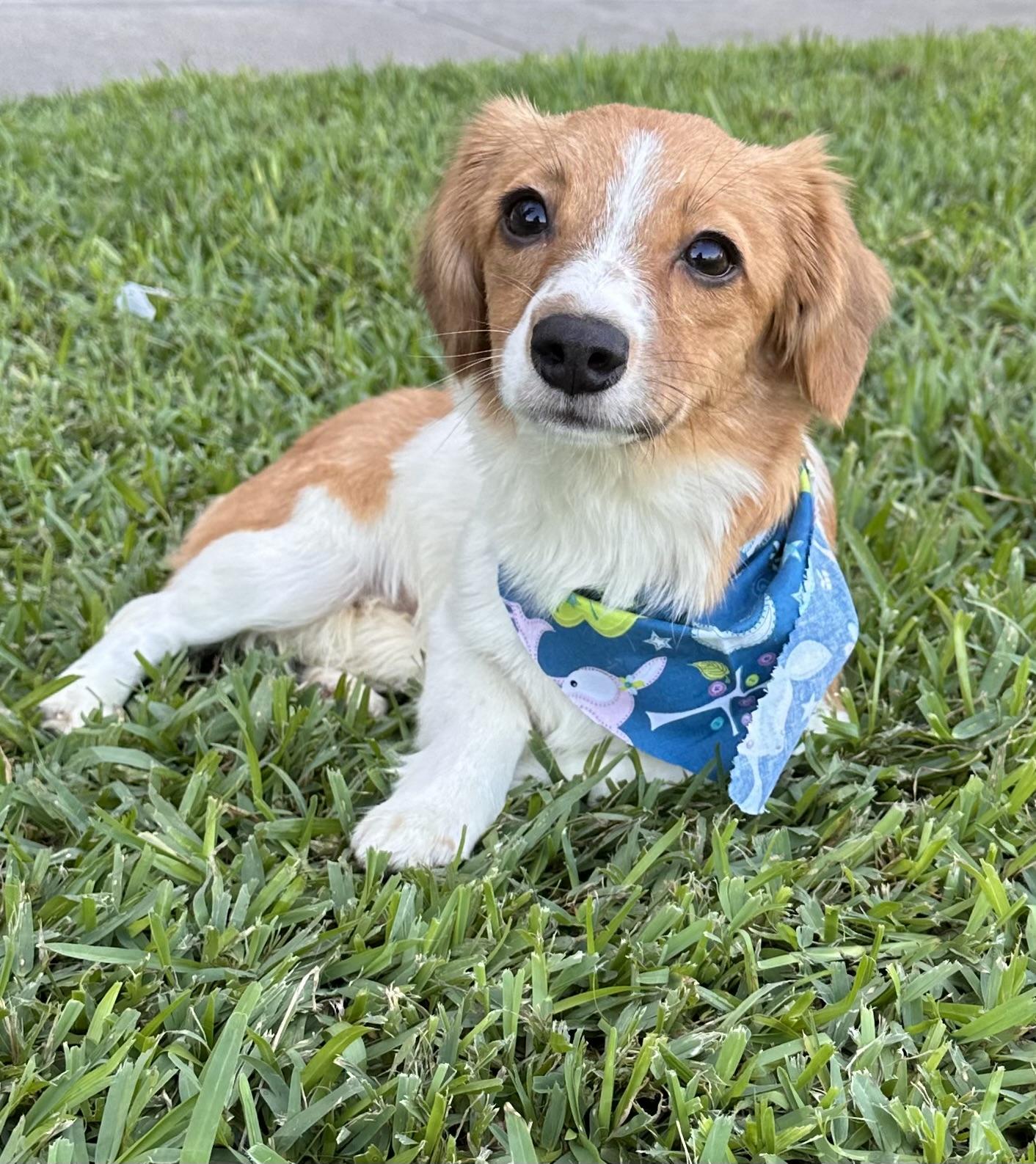 Merida, Adopted, Puppy Female Dachshund & Cavalier King Charles Spaniel.