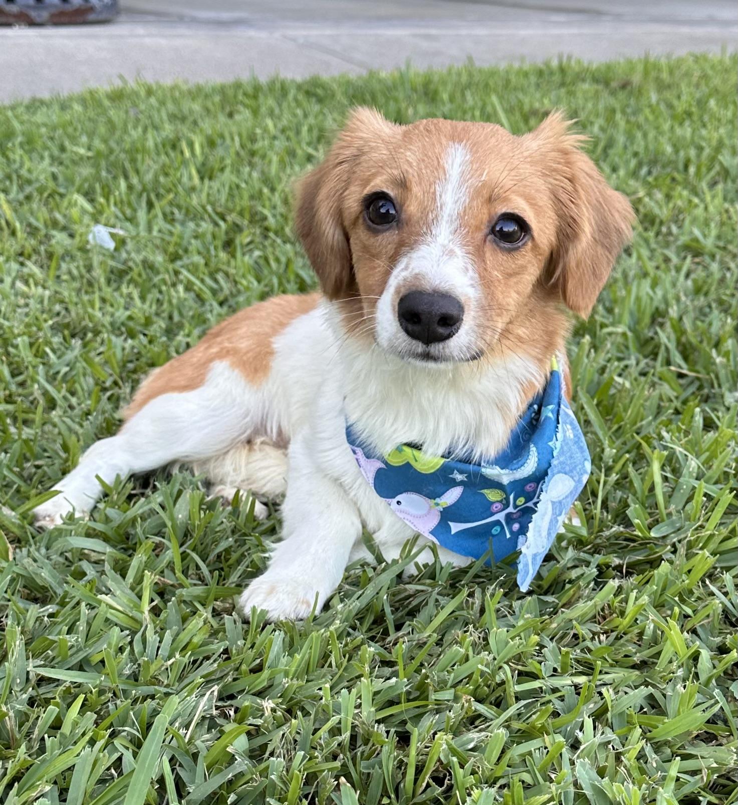 Enlarge Merida, a Adopted mixed breed in Southlake, TX image 2/2