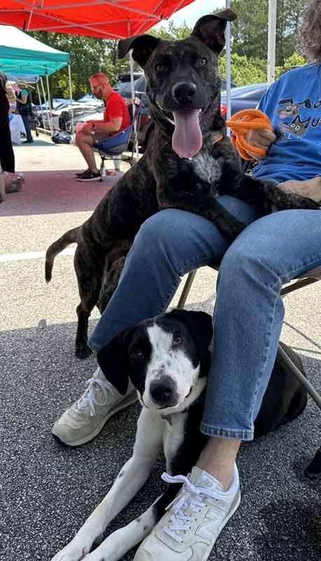 Monica, a ADOPTABLE mixed breed in Kennesaw, GA image 6/6