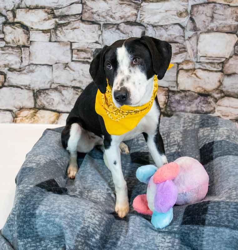 Monica, a ADOPTABLE mixed breed in Kennesaw, GA image 2/6