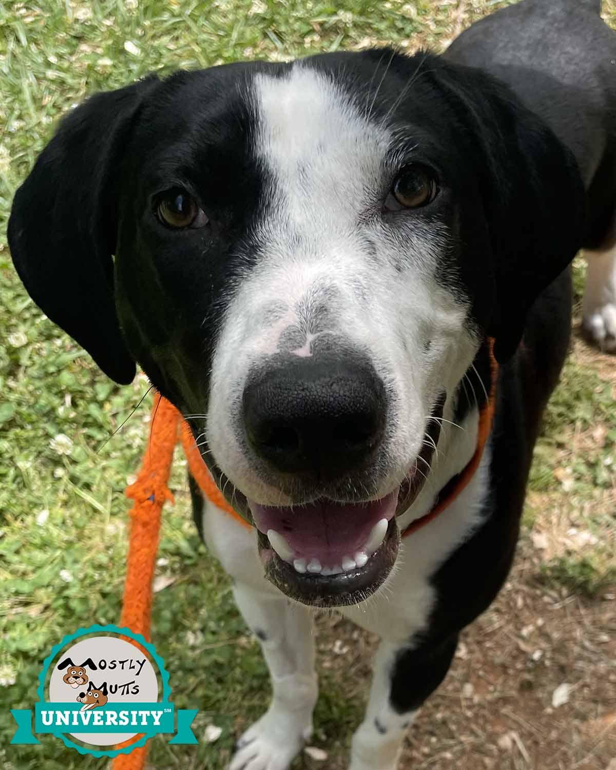 Monica, ADOPTABLE, Young Female Hound.