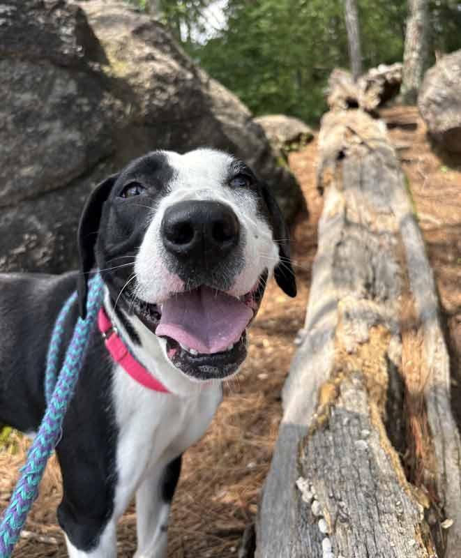 Monica, a ADOPTABLE mixed breed in Kennesaw, GA image 6/6