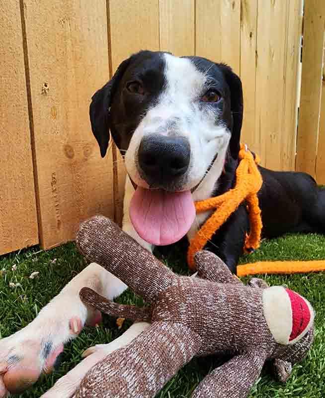 Monica, a ADOPTABLE mixed breed in Kennesaw, GA image 5/6