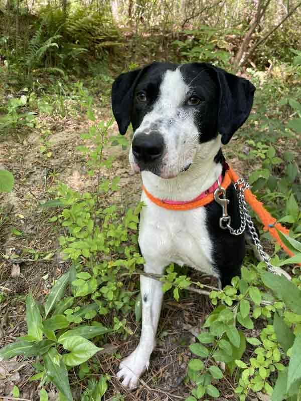 Monica, a ADOPTABLE mixed breed in Kennesaw, GA image 3/6