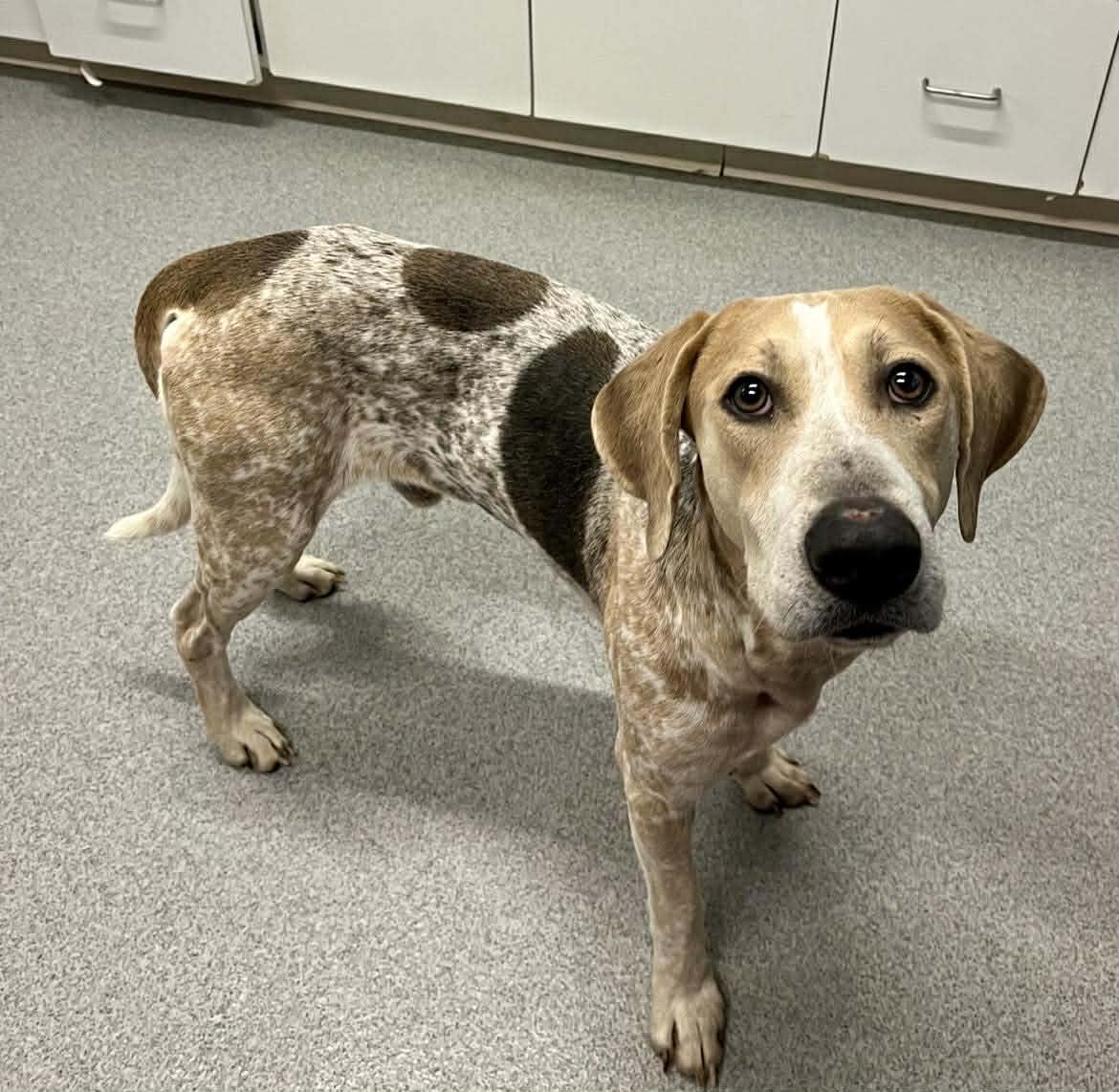 Enlarge Solace , a Adoptable mixed breed in Moundsville, WV image 2/2