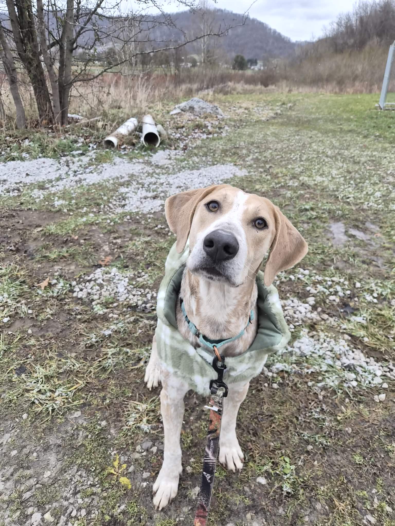 Solace , Adoptable, Young Male Hound.