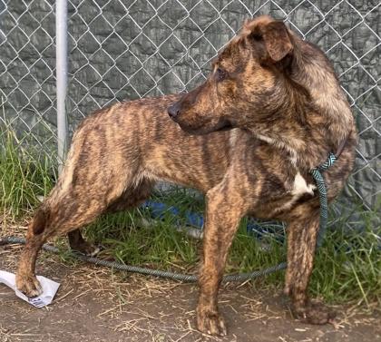 Ruthy, Adoptable, Young Female Mixed Breed & Mixed Breed.