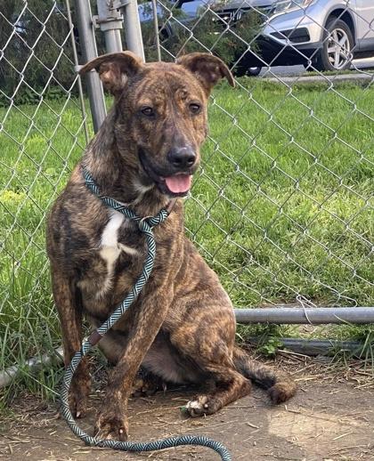 Ruthy, a Adoptable mixed breed in Hobart, IN image 2/3