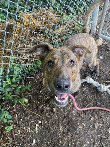 Ruthy, a Adoptable mixed breed in Hobart, IN image 3/3