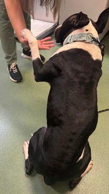 Zeus Clay, Adoptable, Adult Male Pit Bull Terrier.