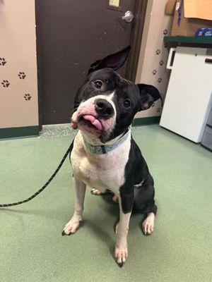 Zeus Clay, a Adoptable mixed breed in Williamsport, PA image 2/3