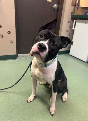 Zeus Clay, a Adoptable mixed breed in Williamsport, PA image 3/3