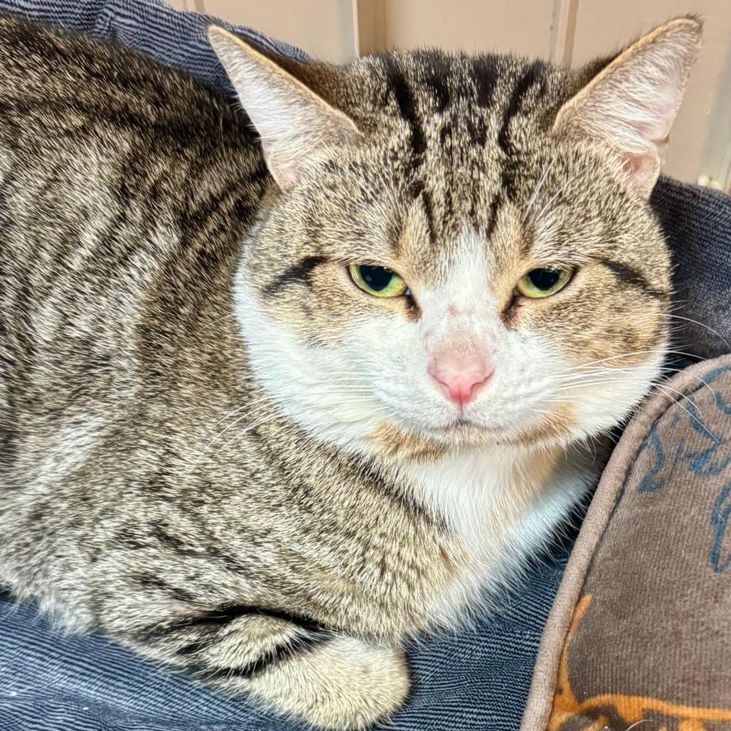 Iggy — thumbnail 2