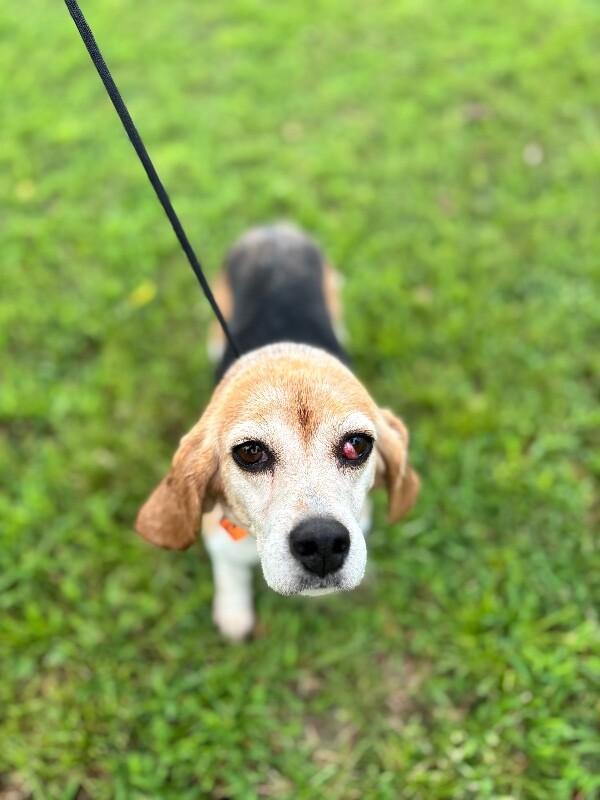 Enlarge Melissa, a Adoptable mixed breed in Berkeley Heights, NJ image 1/6