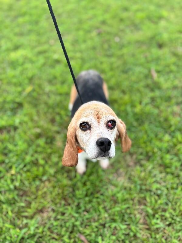 Enlarge Melissa, a Adoptable mixed breed in Berkeley Heights, NJ image 6/6